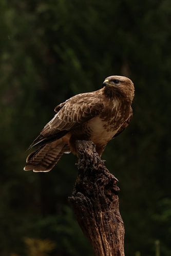 Portret van de buizerd