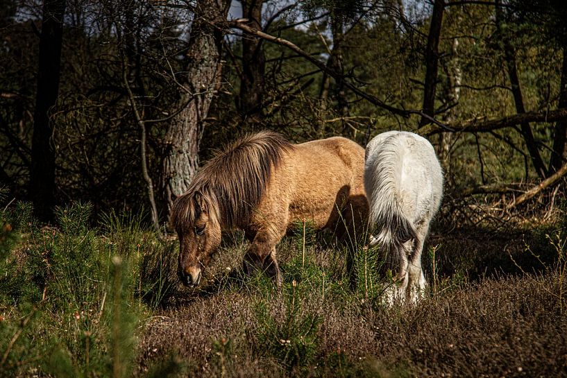 Ein verliebtes Paar von Comitis Photography & Retouch