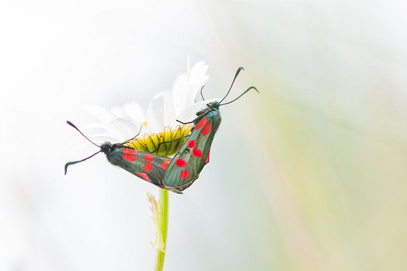 Two Six-spot burnets by Danny Slijfer Natuurfotografie