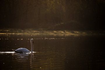 Swan not long after sunrise by Ingmar de Vegte