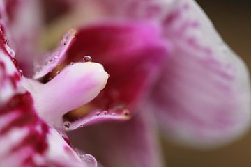 Orchidee met waterdruppeltje von Carin van der Aa