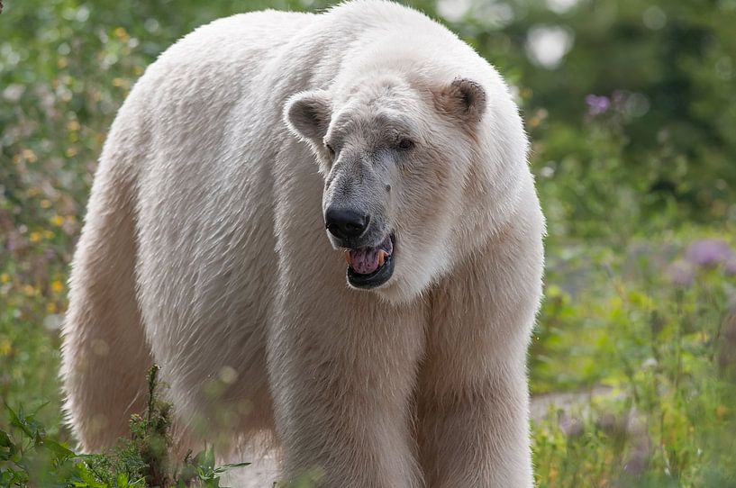Polar bear : Blijdorp Zoo by Loek Lobel