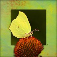 Butterfly | Lemon butterfly