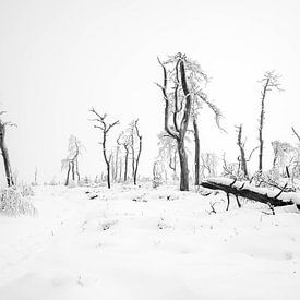 Fluisteringen van een winterwoestenij van Guy Lambrechts