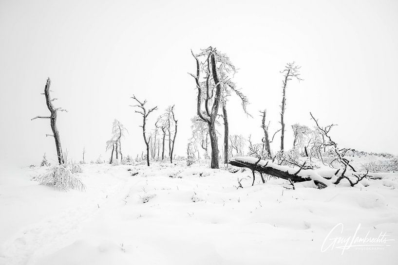 Whispers of a winter wasteland by Guy Lambrechts Photography