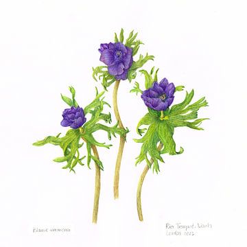 Blue Anemone, watercolour