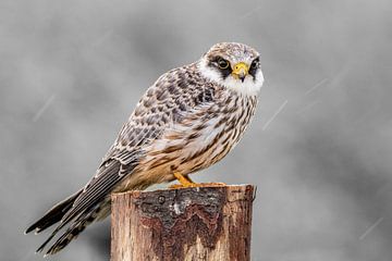 Red-legged falcon in the rain. by Gianni Argese