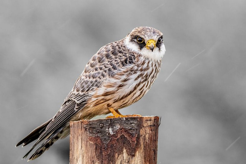 Red-legged falcon in the rain. by Gianni Argese