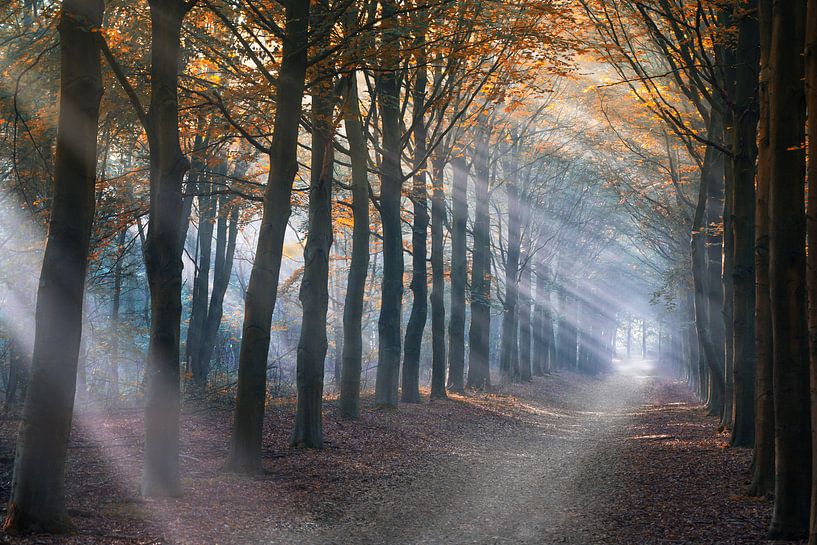 Foggy forest by Karel Ton