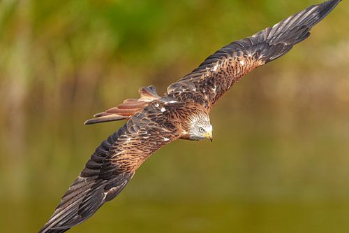 Vliegende rode wouw.