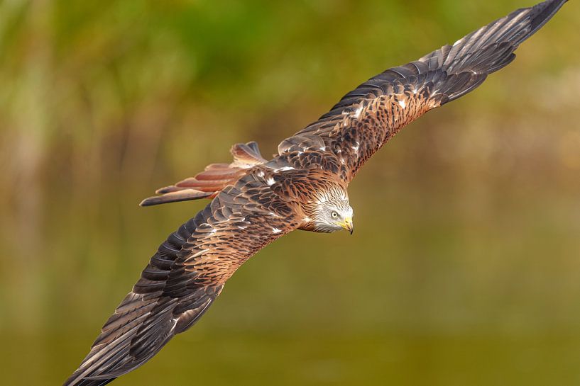 Flying red kite. by Jaap van den Berg