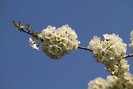 Kersenboom in bloei von Cor de Jong Fotografie