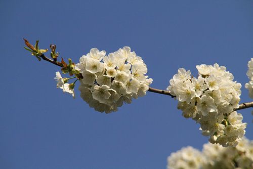 Kersenboom in bloei