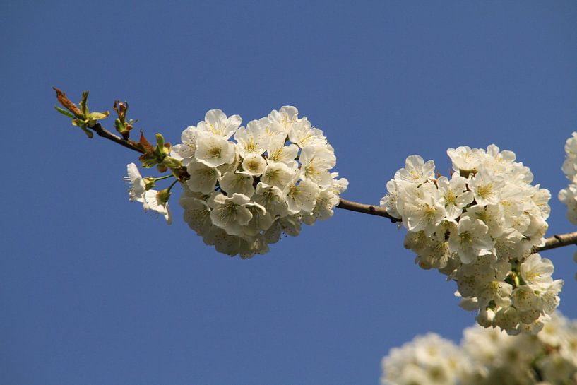 Kersenboom in bloei by Cor de Jong Fotografie