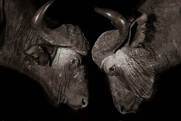 Twee kafferbuffels confronteren elkaar in het donker. Hoe loopt dit af? van Peter van Dam