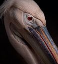 Portrait pelikaan by Ron Meijer Photo-Art thumbnail