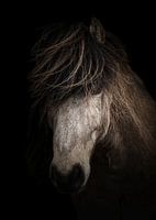 Icelander (Horse)