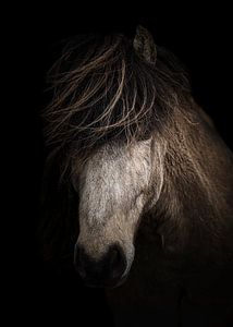 IJslander (Paard) van Edwin Kooren