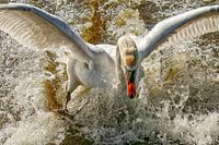 Schwan hält vor Ihnen an