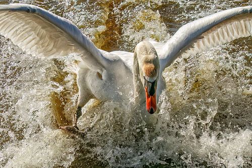 Zwaan stopt voor je neus