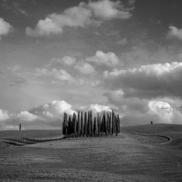 Italy in square black and white - Tuscany - Cypresses Val d'Orcia