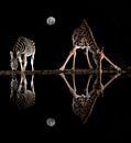 Eine Giraffe und ein Zebra an einer Wasserstelle im Mondlicht von Peter van Dam Miniaturansicht