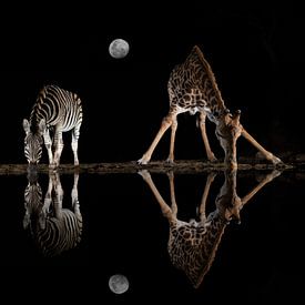 Een giraf een een zebra bij een drinkplaats in het maanlicht van Peter van Dam