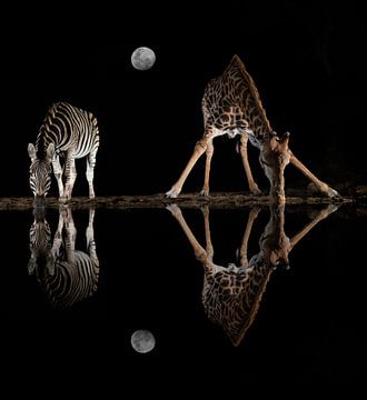 A giraffe a zebra at a watering hole in the moonlight by Peter van Dam