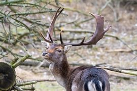 Damhert by Merijn Loch