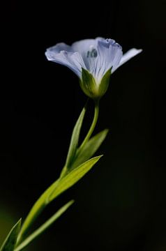 elegant mini bloemetje von Mieke Verkennis