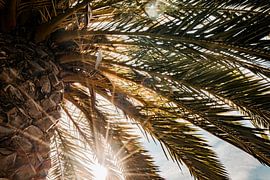 Palm Tree Albufeira Sunbeams through Tropical Foliage