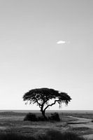 Africa tree