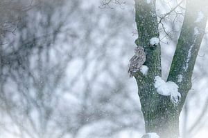 Eule im Wintergefieder
