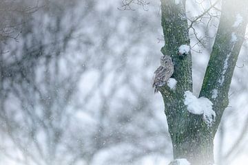 Uil in winterkleed van Rando Kromkamp Natuurfotograaf