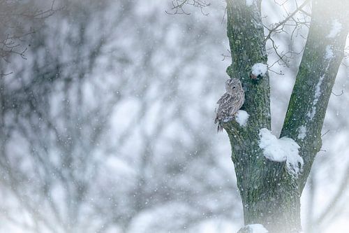 Owl in winter plumage by Rando Kromkamp Natuurfotograaf