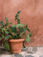 Cactus Griekenland