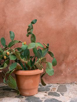 Cactus Griekenland
