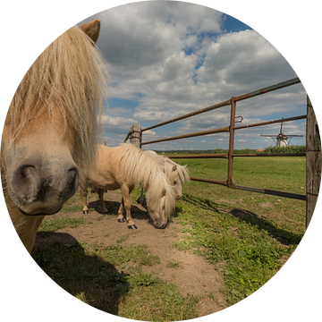 Pony's in het weiland bij molen van Moetwil en van Dijk - Fotografie