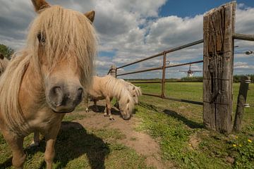 Pony's in het weiland bij molen