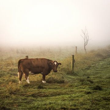 Koe in een weiland van Eric van der Gijp