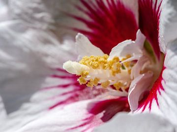 Macro van een Hibiscusbloem van ManfredFotos