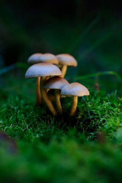 Autumn time by Thomas Jäger