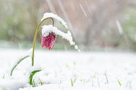 Kievitsbloem bedekt met sneeuw van Sjoerd van der Wal Fotografie thumbnail