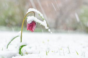 Snake's Head Fritillary covered in snow