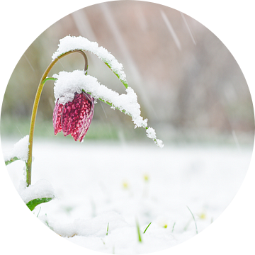 Kievitsbloem bedekt met sneeuw van Sjoerd van der Wal Fotografie