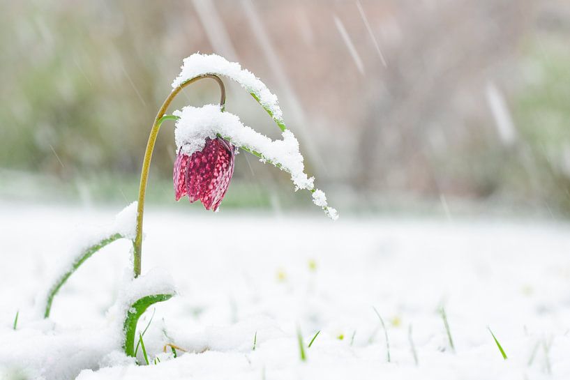 Kievitsbloem bedekt met sneeuw van Sjoerd van der Wal Fotografie