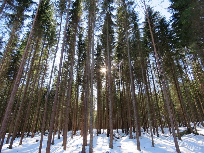 Zon Bos Bomen by Semra Ballast-van Engen