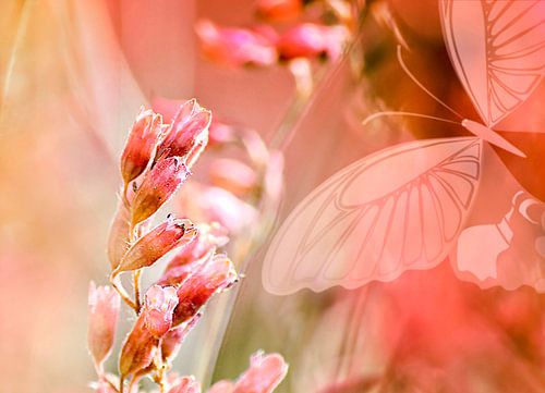 ROSE SPANGLES no5-QF-Butterfly