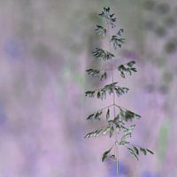 Gras