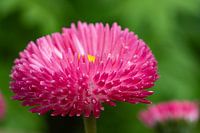 the flower
